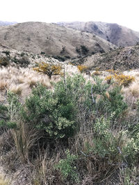 plant