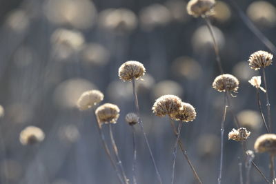 Close-up of wilted flowers