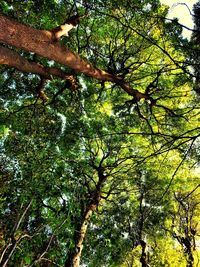 Low angle view of tree