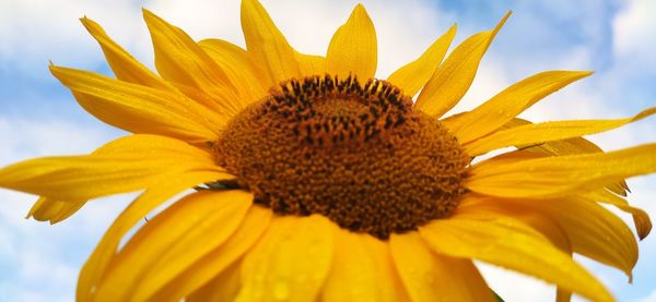 Close-up of sunflower