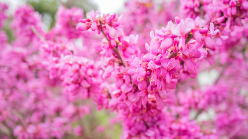 Blooming cercis chinensis or the chinese redbud.  sun shining through pink beautiful flowers.