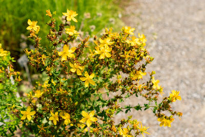 yellow