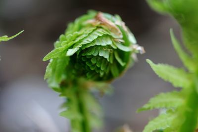 Close-up of fresh fern