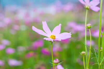 Close-up of pink cosmos flower on field