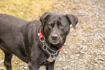 Portrait of black dog