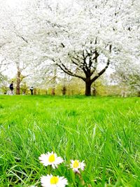 View of cherry blossom in park