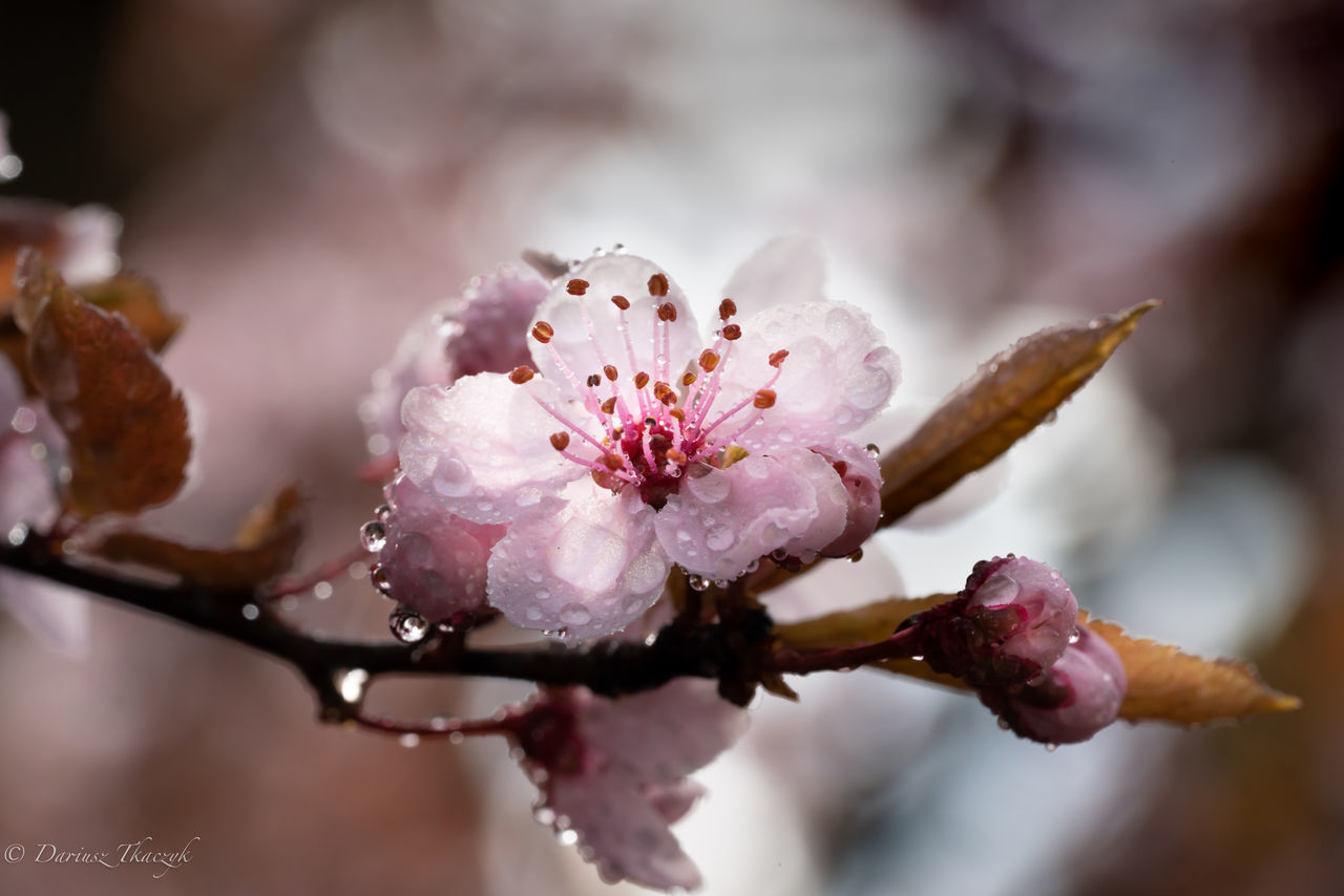 CLOSE-UP OF CHERRY BLOSSOMS