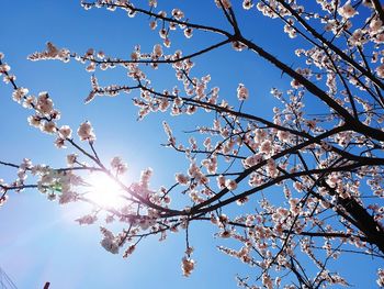 Low angle view of cherry blossom against blue sky