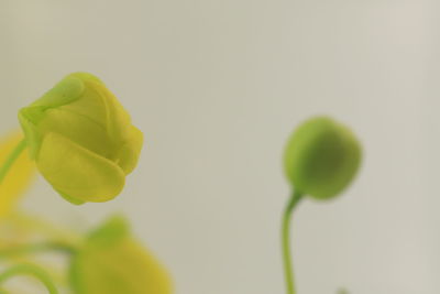 Close-up of yellow flowering plant