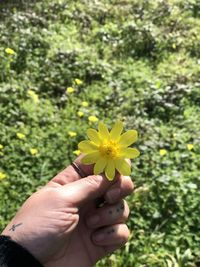 Close-up of hand holding yellow flowering plant