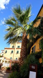 Low angle view of palm tree by building against sky