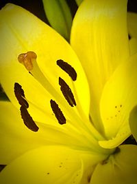 Close-up of yellow flower