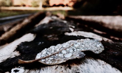 High angle view of leaf on rock