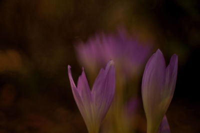 Close-up of pink crocus flower