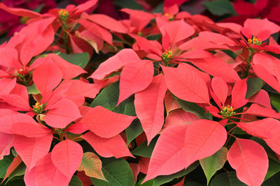 Close-up of red flowering plant