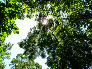 Low angle view of trees