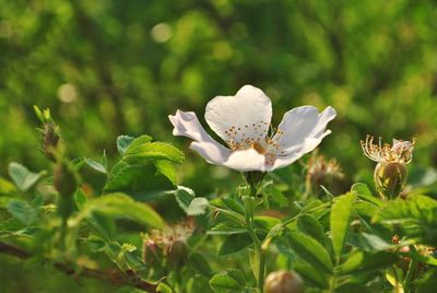 Close-up of white butterfly on plant