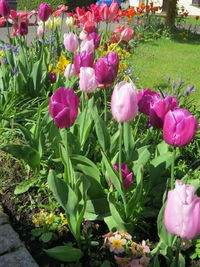 Close-up of pink crocus flowers blooming outdoors