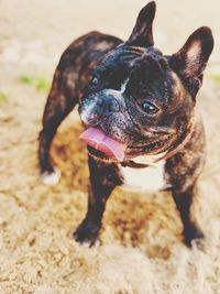 Close-up of a dog