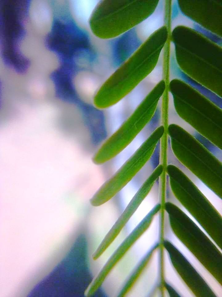 green, leaf, plant, plant part, growth, nature, close-up, macro photography, no people, flower, beauty in nature, branch, plant stem, tree, outdoors, day, freshness, focus on foreground, blue, sunlight