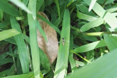 Close-up of insect on plant