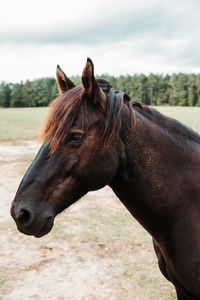 Close-up of a horse on field