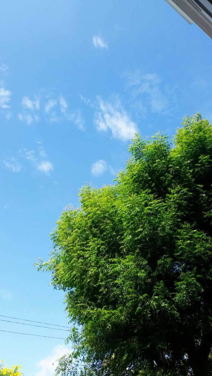 tree, low angle view, sky, growth, blue, nature, green color, beauty in nature, tranquility, branch, day, cloud - sky, cloud, no people, high section, outdoors, sunlight, scenics, treetop, lush foliage
