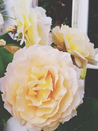 Close-up of white rose blooming outdoors