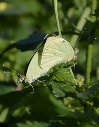 Close-up of butterfly on leaf