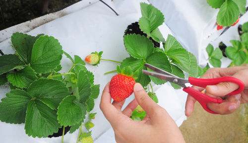 Cropped image of person using scissors for picking strawberry