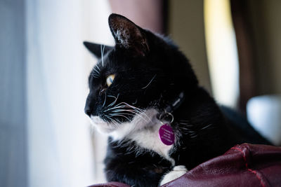 Close-up of senior black and white cat at home looking out the window