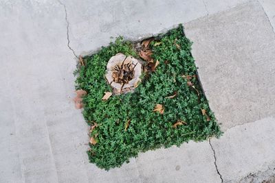 High angle view of potted plant