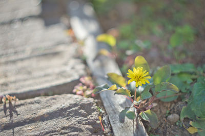 Close-up of yellow flowering plant