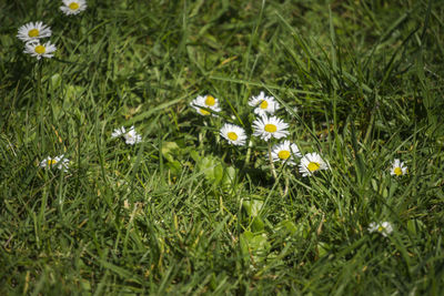 Close-up of flowers blooming on field