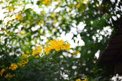 Close-up of yellow flowering plant