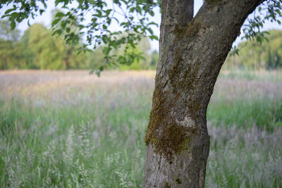 Tree trunk on field