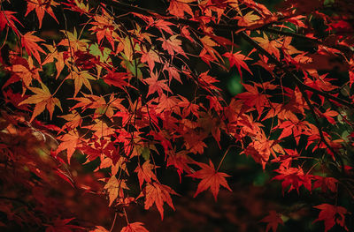 Close-up of maple leaves on tree