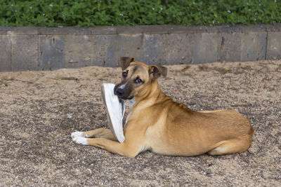 Portrait of dog lying down