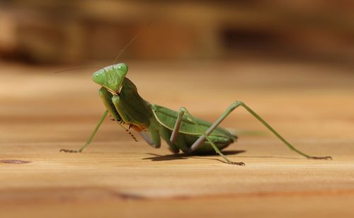 Close-up of grasshopper on leaf