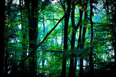 Low angle view of bamboo trees in forest