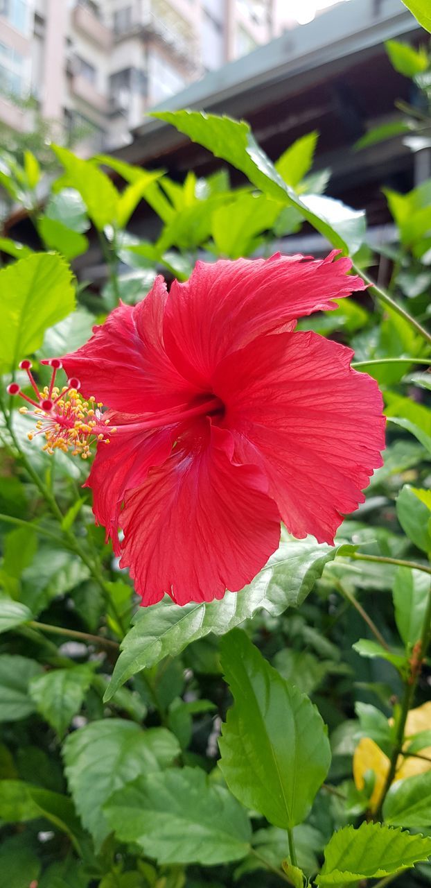 flowering plant, plant, flower, petal, beauty in nature, fragility, freshness, vulnerability, inflorescence, flower head, growth, hibiscus, red, close-up, plant part, nature, focus on foreground, day, leaf, no people, pollen