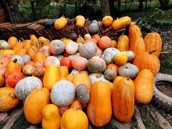 View of pumpkins