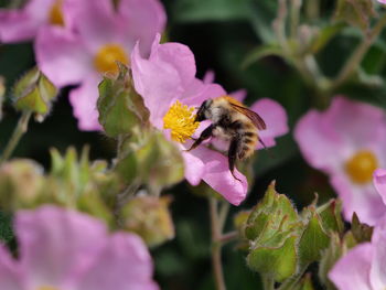 Close-up of bee pollinating on pink flower