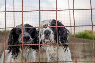 View of dogs in cage