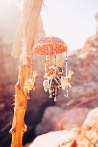 Close-up of fly agaric mushroom