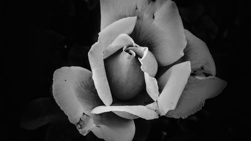 Close-up of rose flower against black background