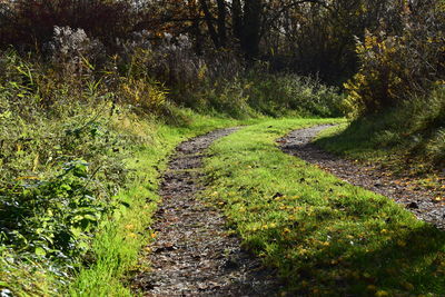 Scenic view of forest