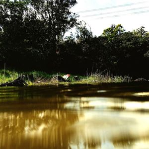 Reflection of trees in water