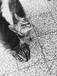 High angle view of cats on floor