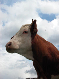 Low angle view of horse against sky
